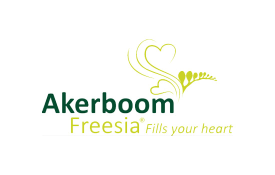 Akerboom Freesia